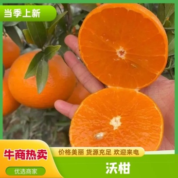四川沃柑万亩柑桔产地直发品质保障可对接商超电商全国发货