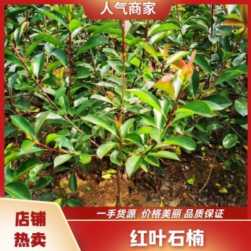 精品红叶石楠，各种规格，欢迎各位老板，前来咨询！