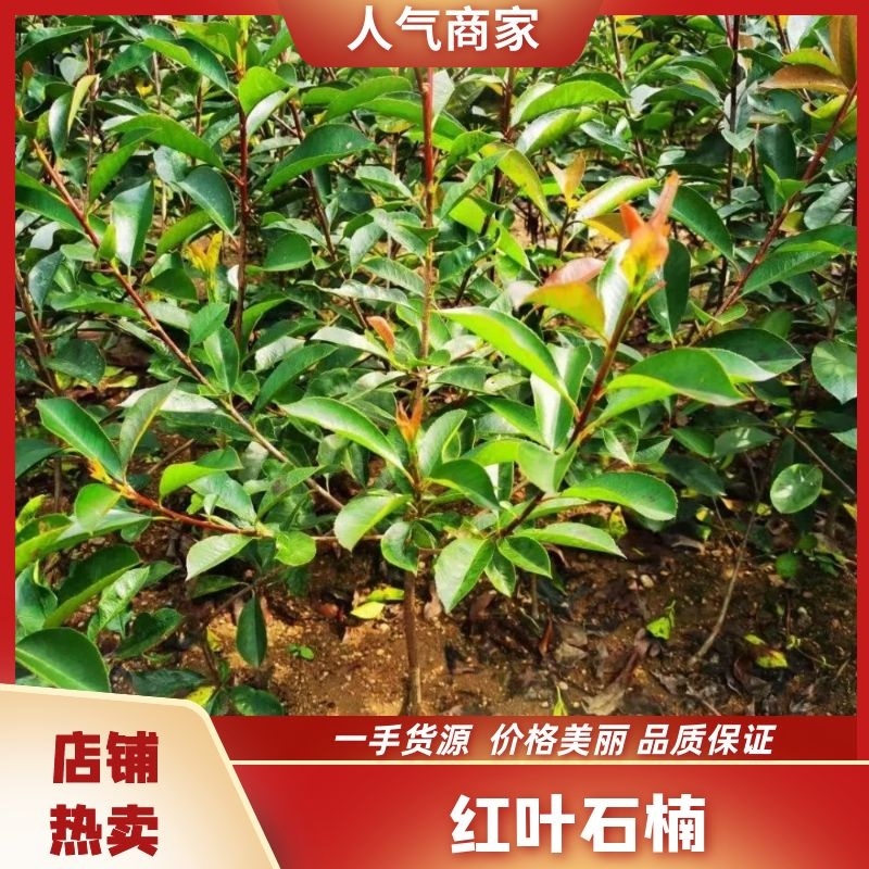 精品红叶石楠，各种规格，欢迎各位老板，前来咨询！