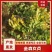 金森女贞，各种规格，欢迎各位老板，前来咨询！
