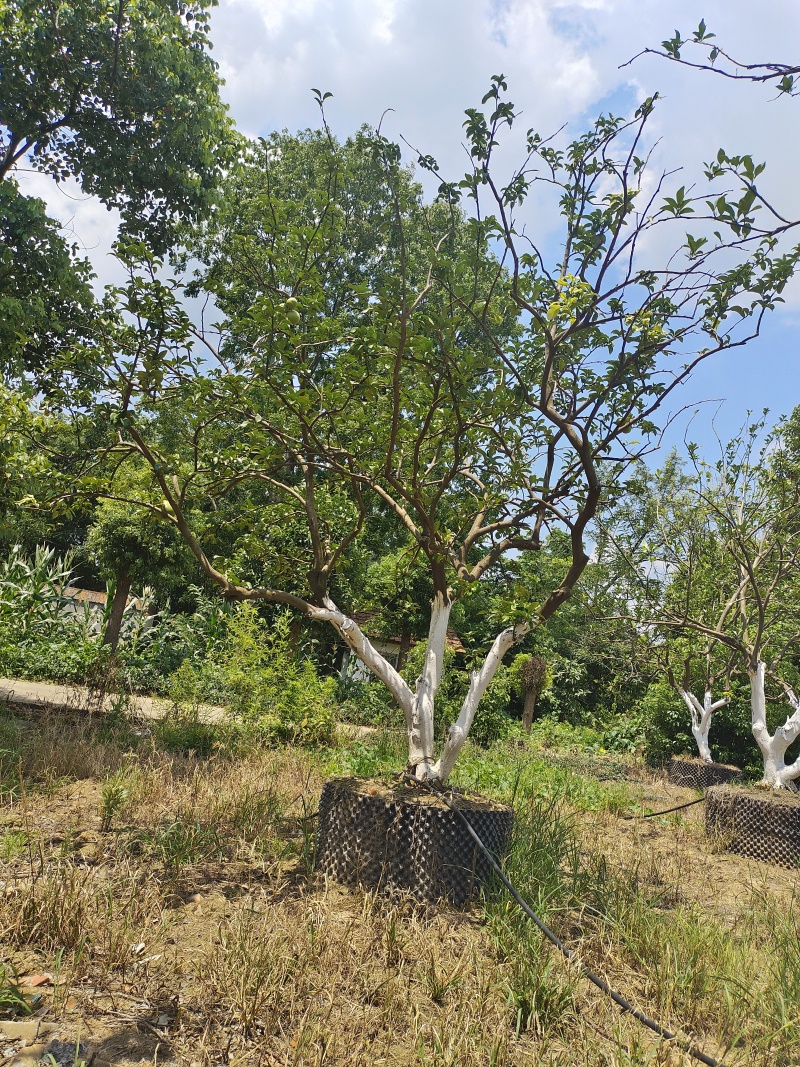 【丛生柚子树】容器柚子树诚信至上信誉第一支持现场