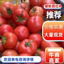 【硬粉西红柿】新品上市优质供货无任何农药全国