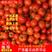 广东茂名西红柿大量现货品质保证价格实惠全国代发