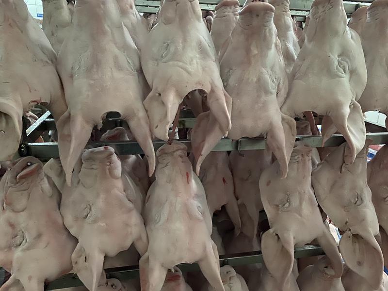【精品猪头】陕西工厂直供一手货源质量保证欢迎订购