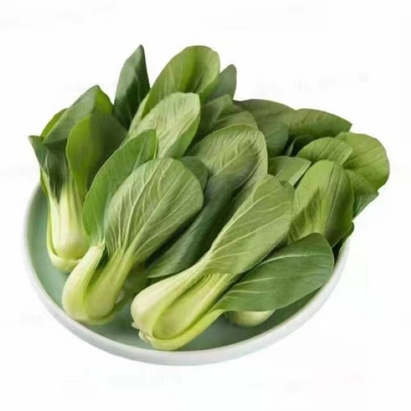 山东曹县精品上海青油菜产地直发欢迎咨询品质好