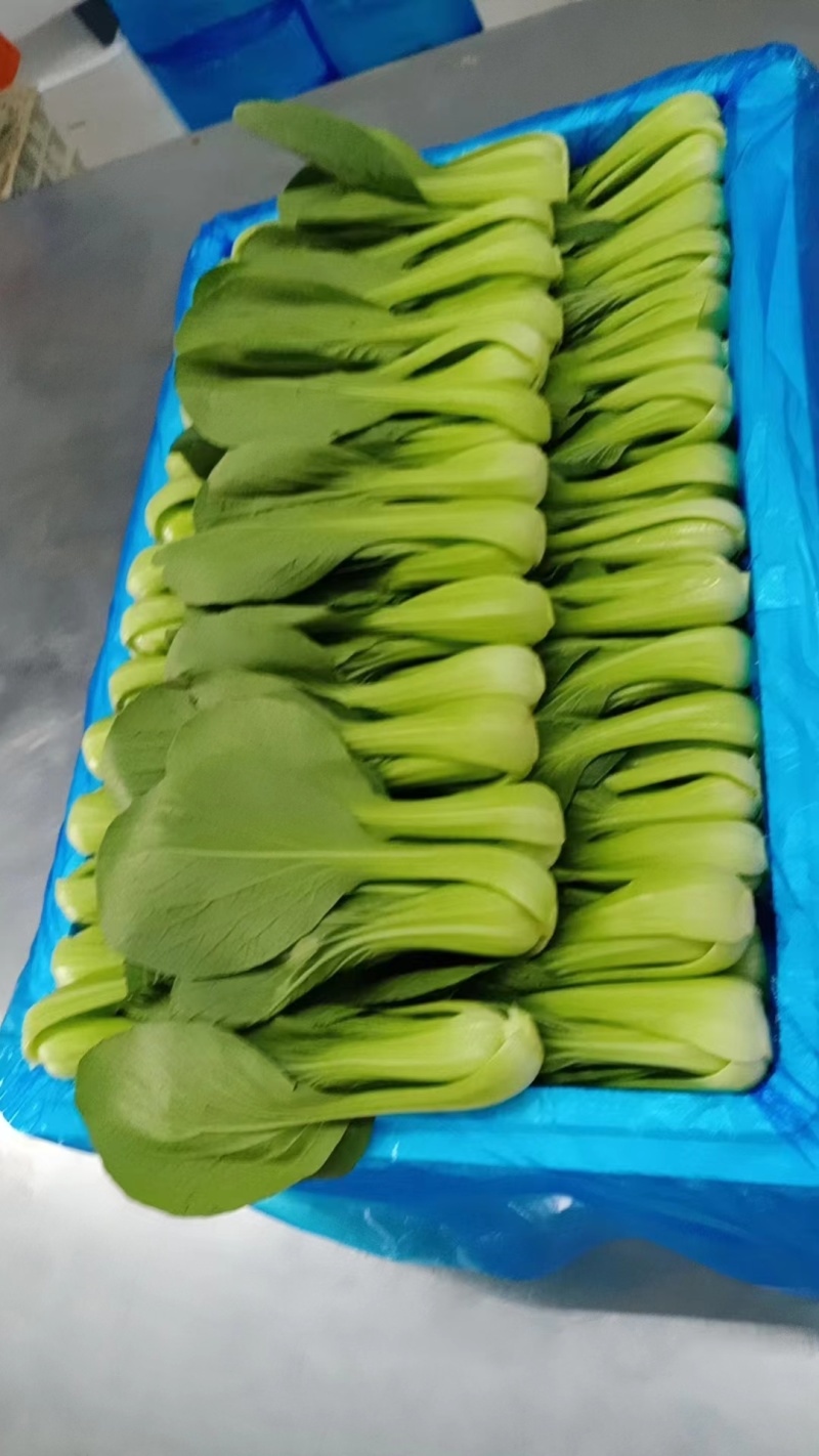山东曹县精品上海青油菜产地直发欢迎咨询品质好