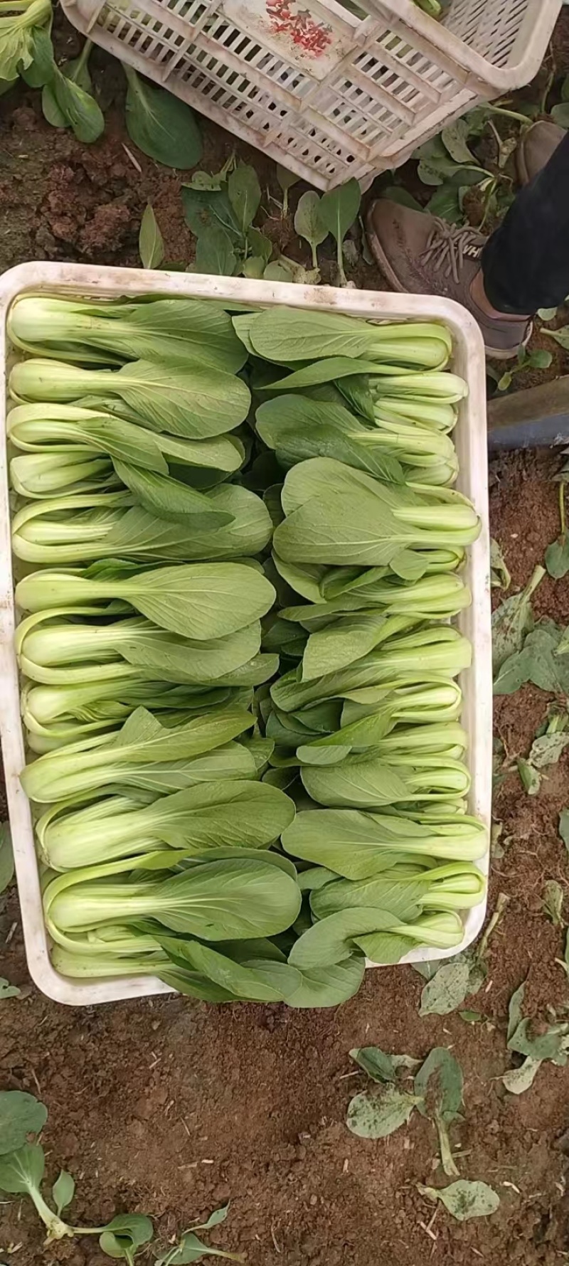 山东曹县精品上海青油菜产地直发欢迎咨询品质好