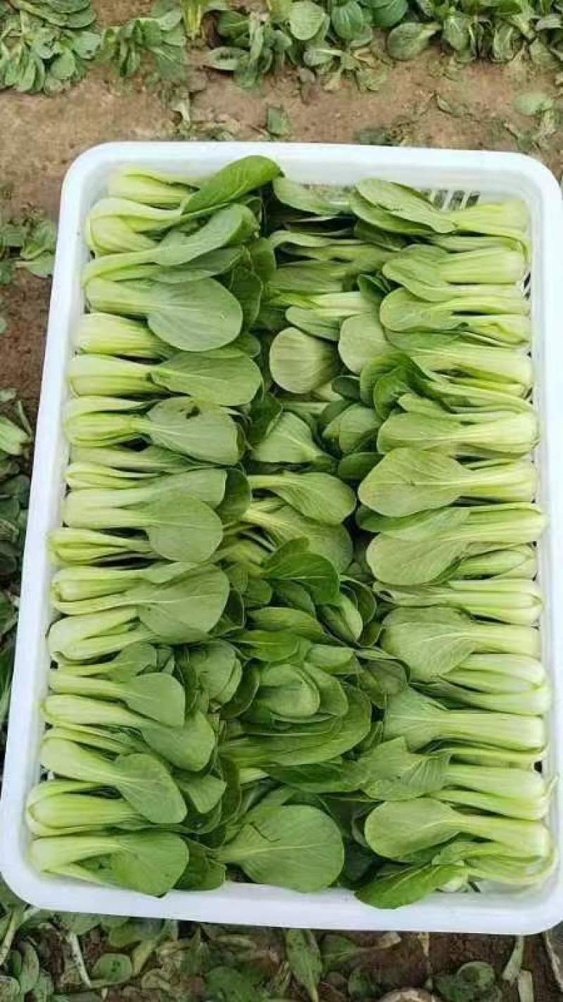山东曹县精品上海青油菜产地直发欢迎咨询品质好