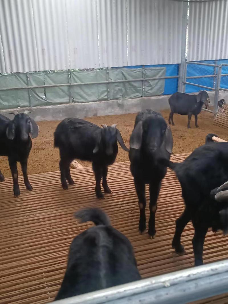 广西活羊黑山羊，一手货源，养殖基地，可视频看货，欢迎来电