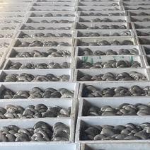 【精】新鲜平菇大量上市全国发货供应各大平台