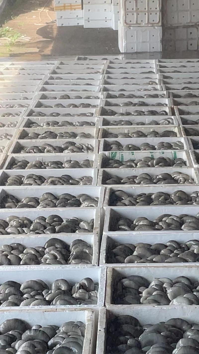 【精】新鲜平菇大量上市全国发货供应各大平台