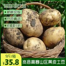 山西吕梁岚县黄皮黄心土豆糯面沙4两至1斤重量
