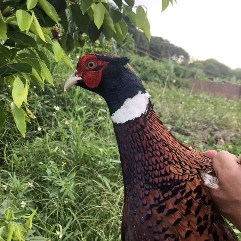 正宗七彩野山鸡苗活体出壳山鸡苗量批包邮详询客服