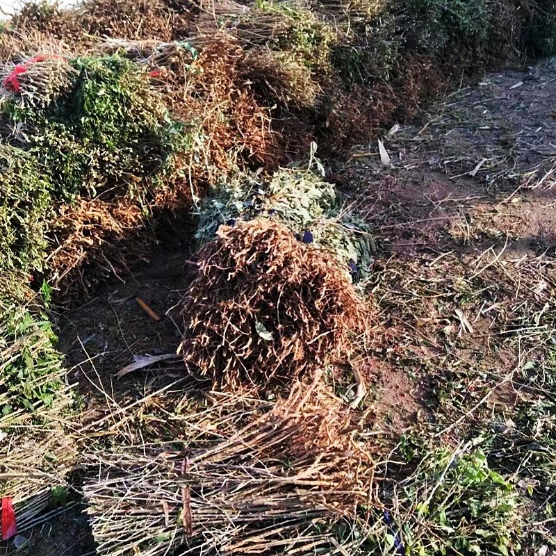 枸杞苗批发当年结果的枸杞苗适合南北方种植