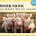 维生膏营养促生长猪牛羊鸡抗应激维生素啄羽啄肛微量元素
