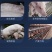 脱霉剂正品母猪牛羊饲料添鸡鸭禽反刍孕加生物脱霉净