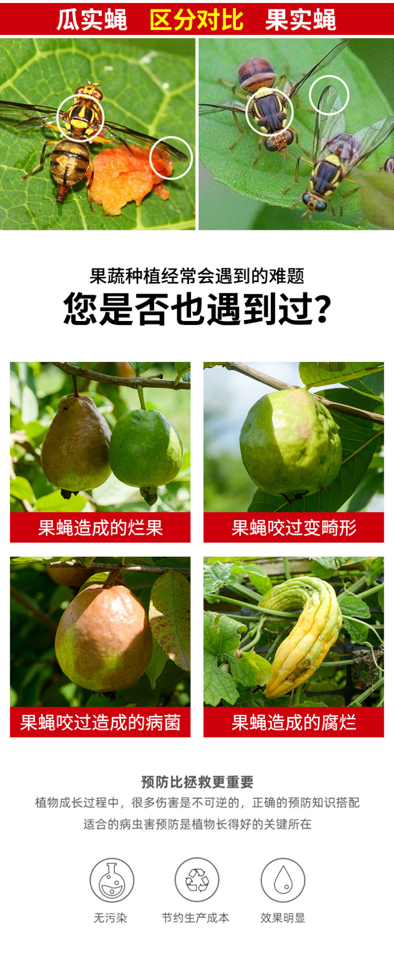 果蝇诱捕器果园菜地瓜果实蝇针蜂桔小实蝇引诱捕蜂器昆虫飞虫