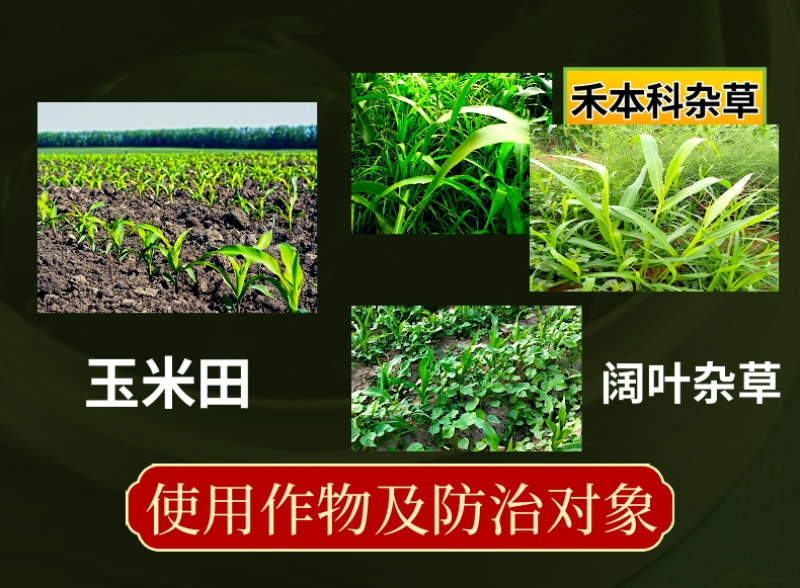 50%乙草胺玉米苗前除草封闭除草草籽双杀