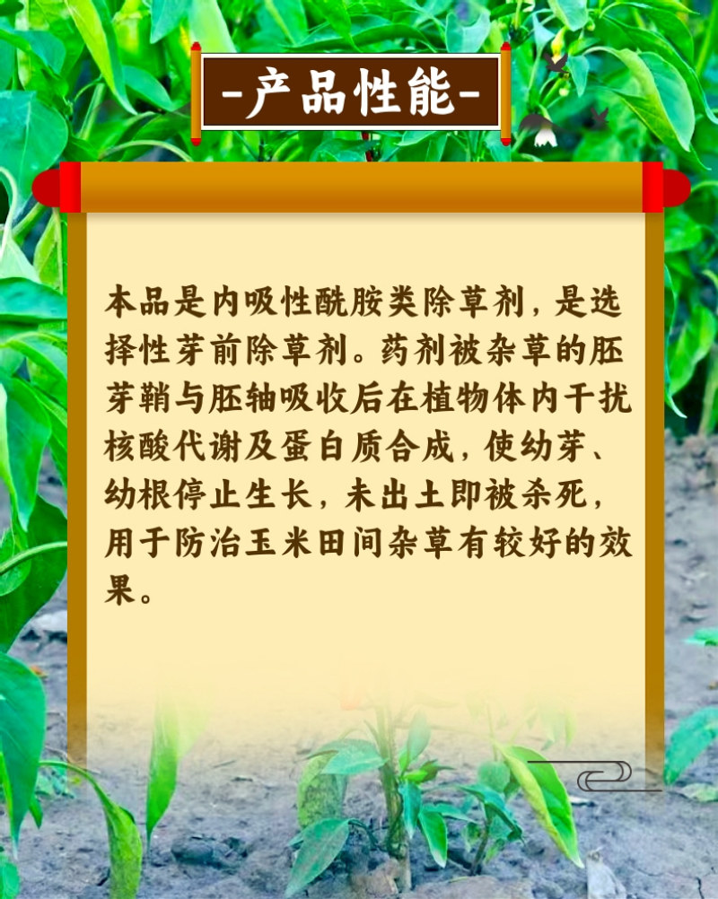 50%乙草胺玉米苗前除草封闭除草草籽双杀