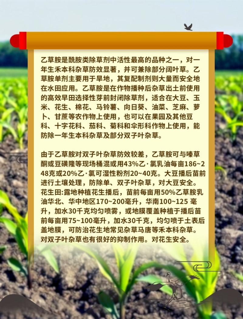50%乙草胺玉米苗前除草封闭除草草籽双杀