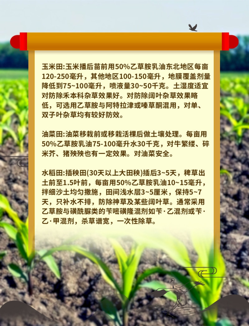 50%乙草胺玉米苗前除草封闭除草草籽双杀