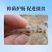 全驱净桉树精油鱼虾蟹敌百虫水产养殖车轮指环净小瓜虫锚头鳋