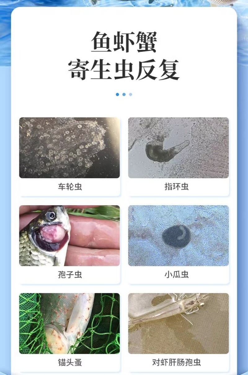全驱净桉树精油鱼虾蟹敌百虫水产养殖车轮指环净小瓜虫锚头鳋
