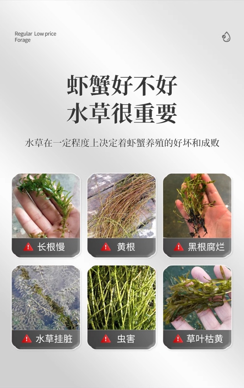 水产养殖鱼虾蟹鱼塘水草壮根旺肥水草根发芽高温保草根肥水产