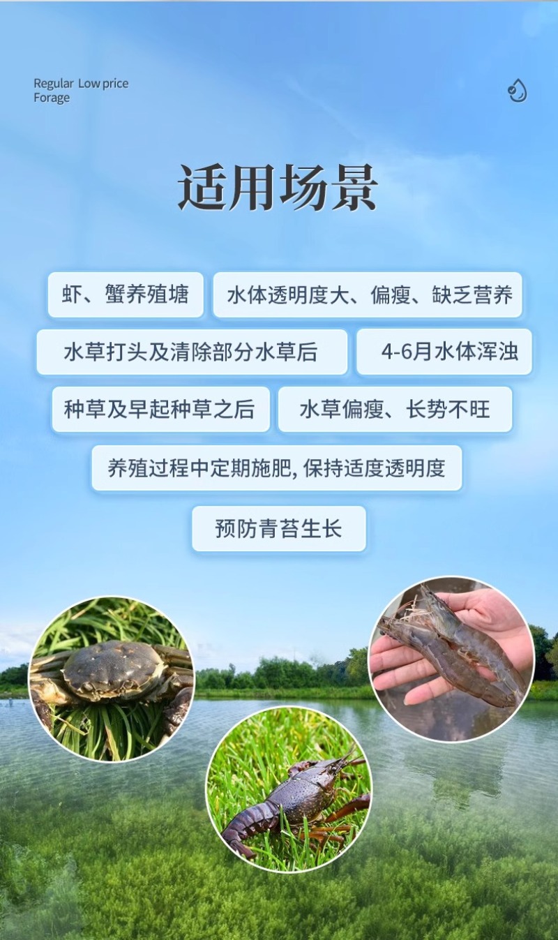 水产养殖鱼虾蟹鱼塘水草壮根旺肥水草根发芽高温保草根肥水产