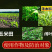 50%乙草胺乳油除草剂玉米田苗前封闭除草苗前封闭