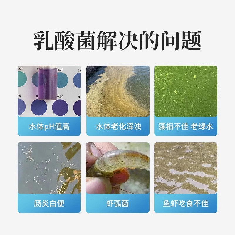 水产养殖乳酸菌粉益生菌肥水培藻乳酸菌鱼缸菌种鱼虾蟹诱食菌