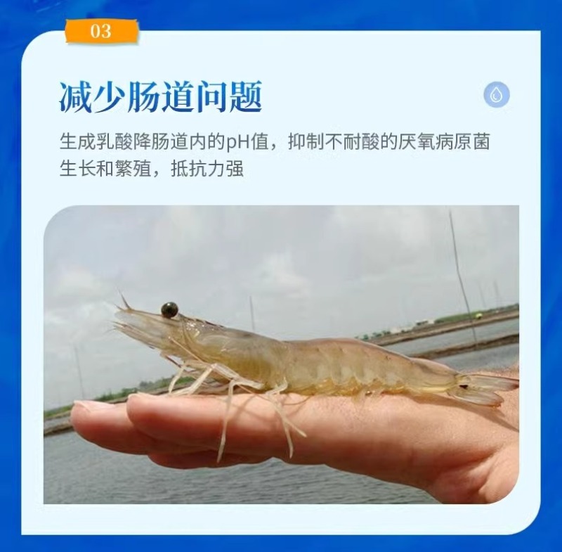 水产养殖乳酸菌粉益生菌肥水培藻乳酸菌鱼缸菌种鱼虾蟹诱食菌