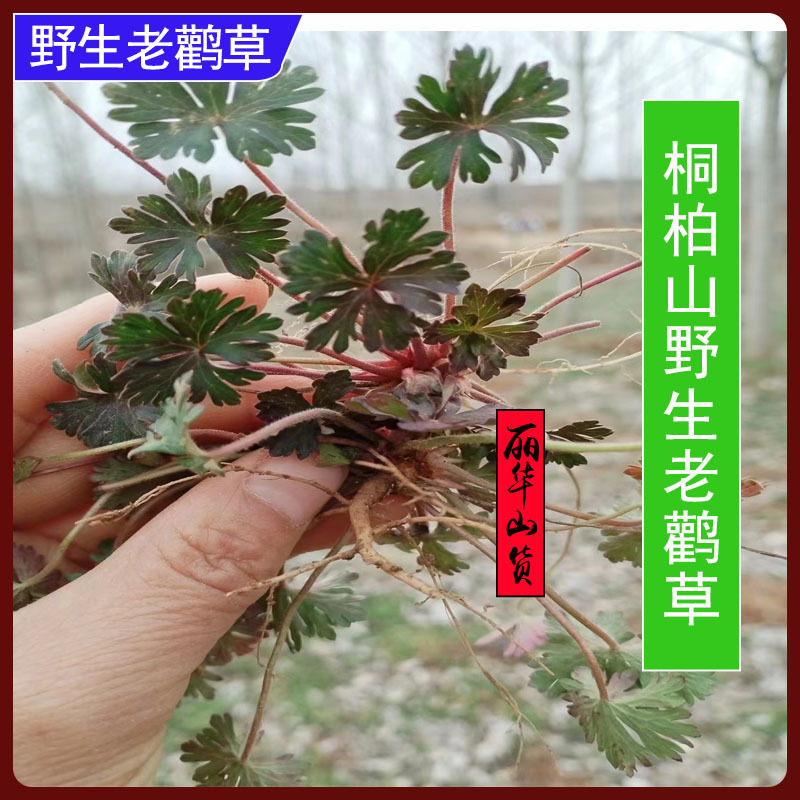 老鹳草新货桐柏山野生晒干中药材批发老关草老鹳嘴质量保证