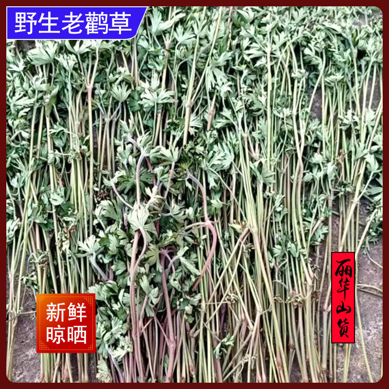 老鹳草新货桐柏山野生晒干中药材批发老关草老鹳嘴质量保证