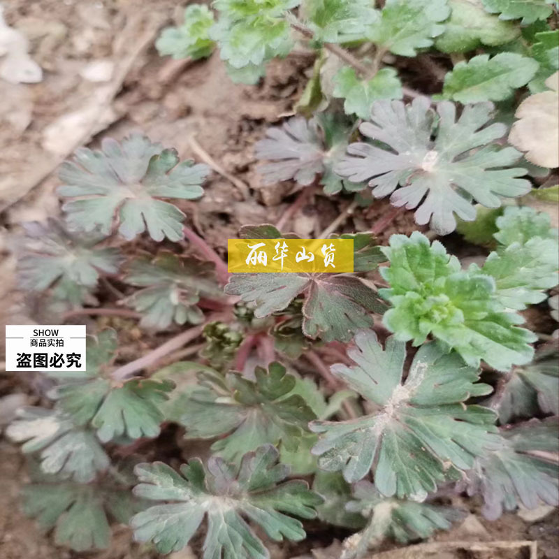 老鹳草新货桐柏山野生晒干中药材批发老关草老鹳嘴质量保证