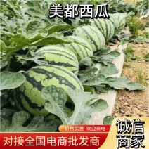 精品无籽美都西瓜大量有货甜度高品质高欢迎订购全国发货