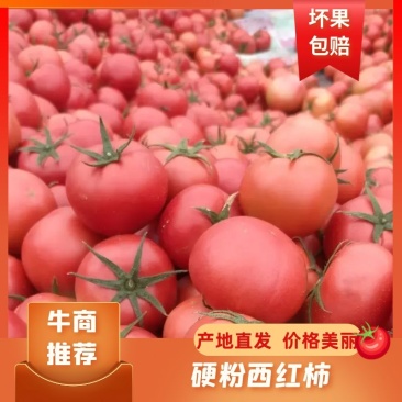 禹城西红柿质量好硬度高，基地直采，货源稳定，欢迎下单咨询