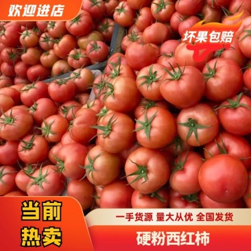 禹城西红柿质量好硬度高，基地直采，货源稳定，欢迎下单咨询