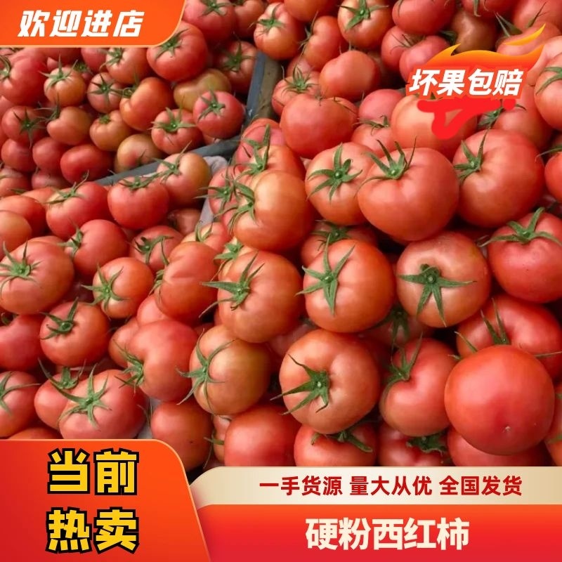 禹城西红柿质量好硬度高，基地直采，货源稳定，欢迎下单咨询