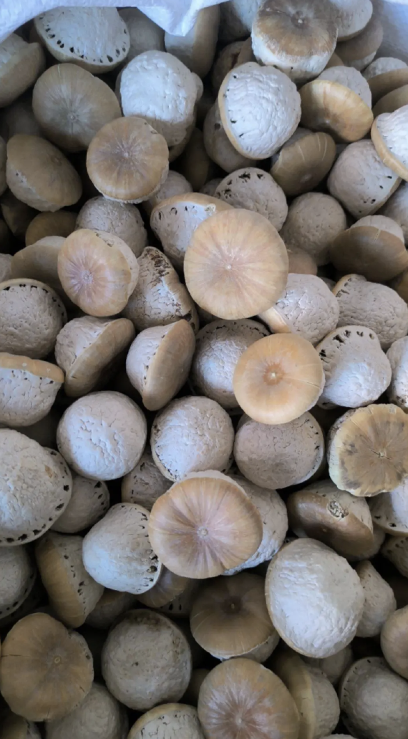 壮阳果风流果批发壮阳果药食同源量大从优质量保证