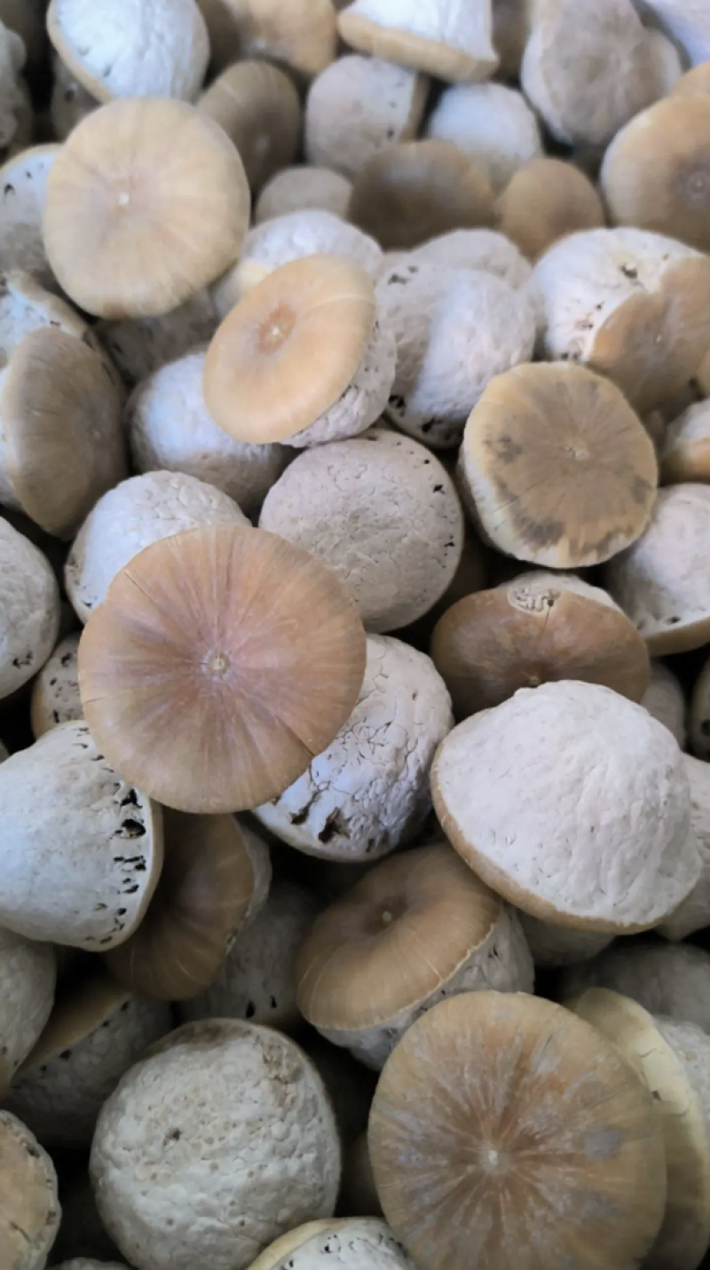 壮阳果风流果批发壮阳果药食同源量大从优质量保证