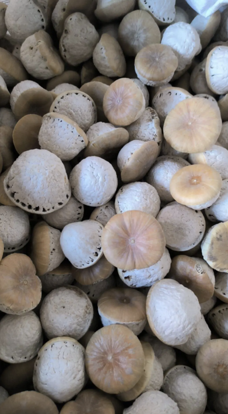 壮阳果风流果批发壮阳果药食同源量大从优质量保证