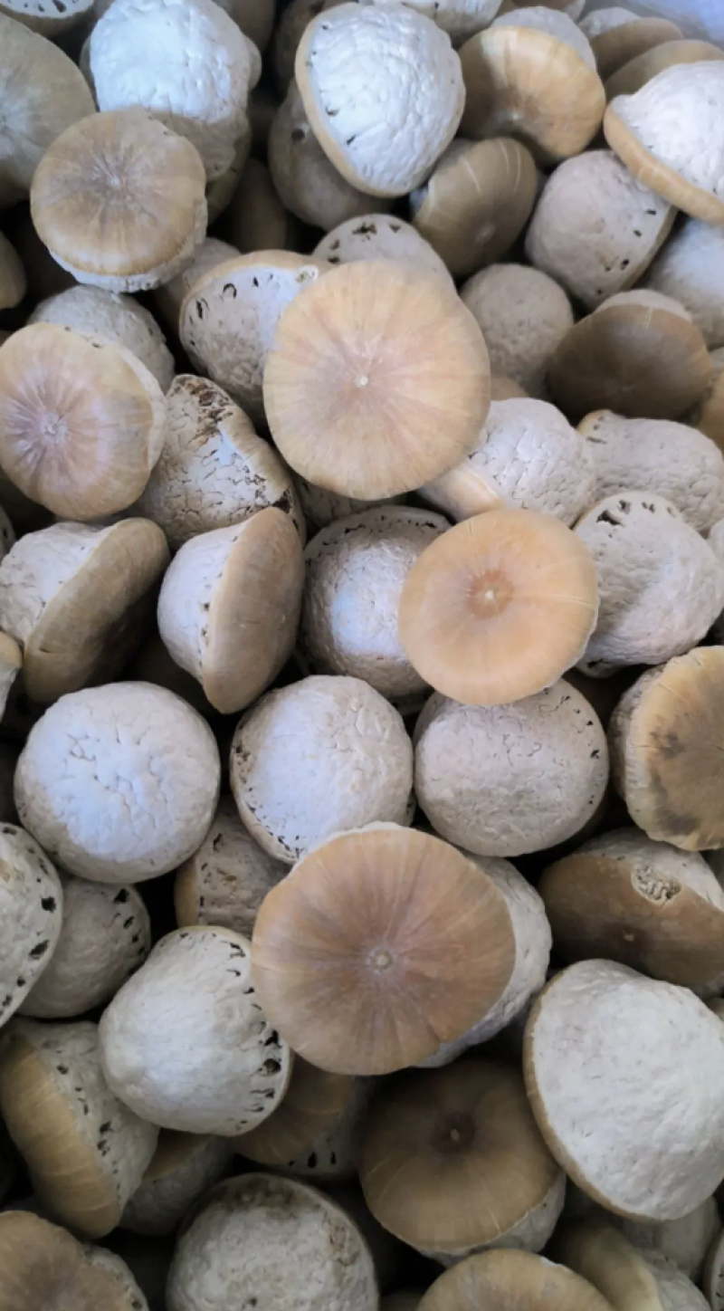 壮阳果风流果批发壮阳果药食同源量大从优质量保证