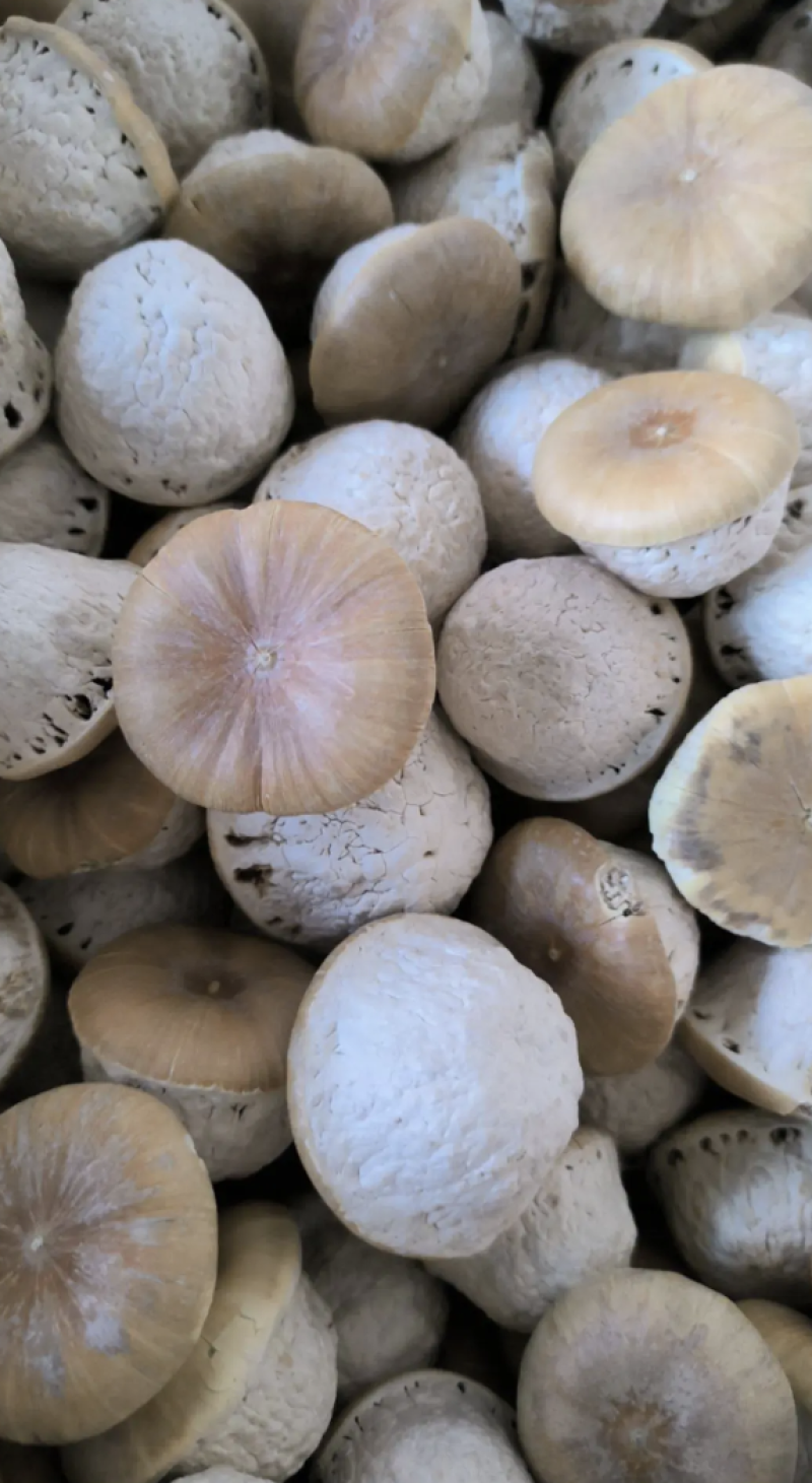 壮阳果风流果批发壮阳果药食同源量大从优质量保证