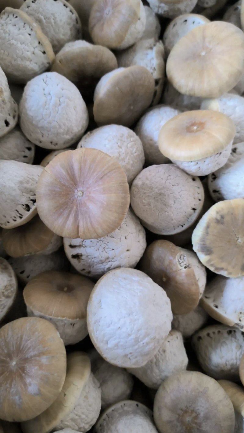 壮阳果风流果批发壮阳果药食同源量大从优质量保证