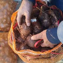 四川毛芋头个头大产地直发货源充足全国供应欢迎选购