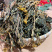 白菜苔脱水白菜苔全国发货零售批发保质保量欢迎来电