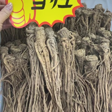 当归个子