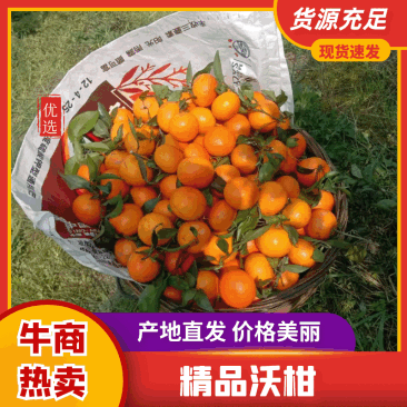 电商沃柑果园直采一件代发基地发货大吨位供应外贸货