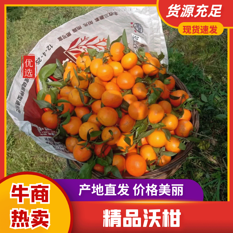 电商沃柑果园直采一件代发基地发货大吨位供应外贸货
